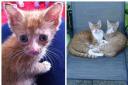 Orlando, Peanit, Rosie and Sammi were abandoned in Wanstead last May, but have finally made a full recovery