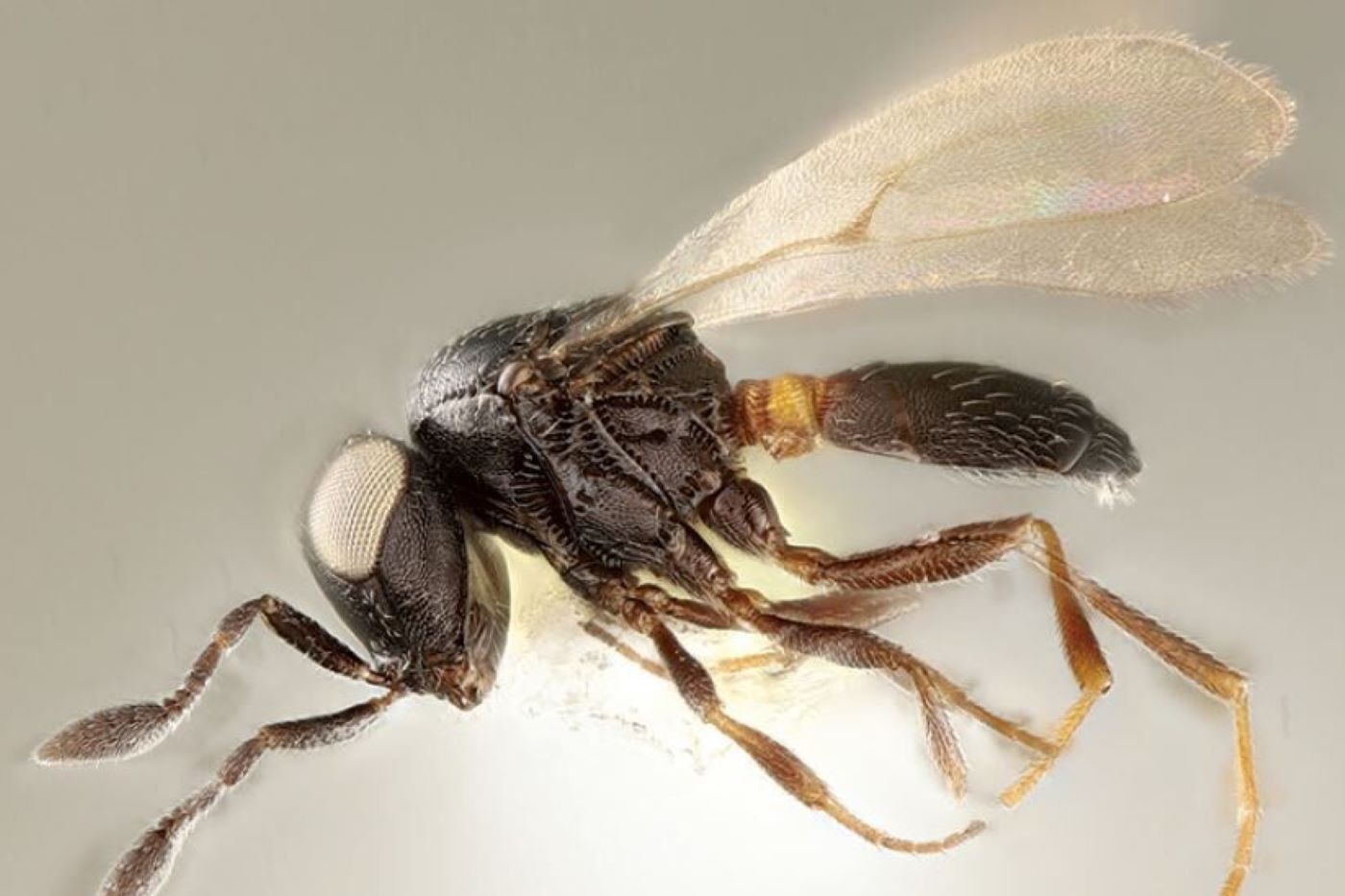 New wasp species named after Idris Elba - Epping Forest Guardian