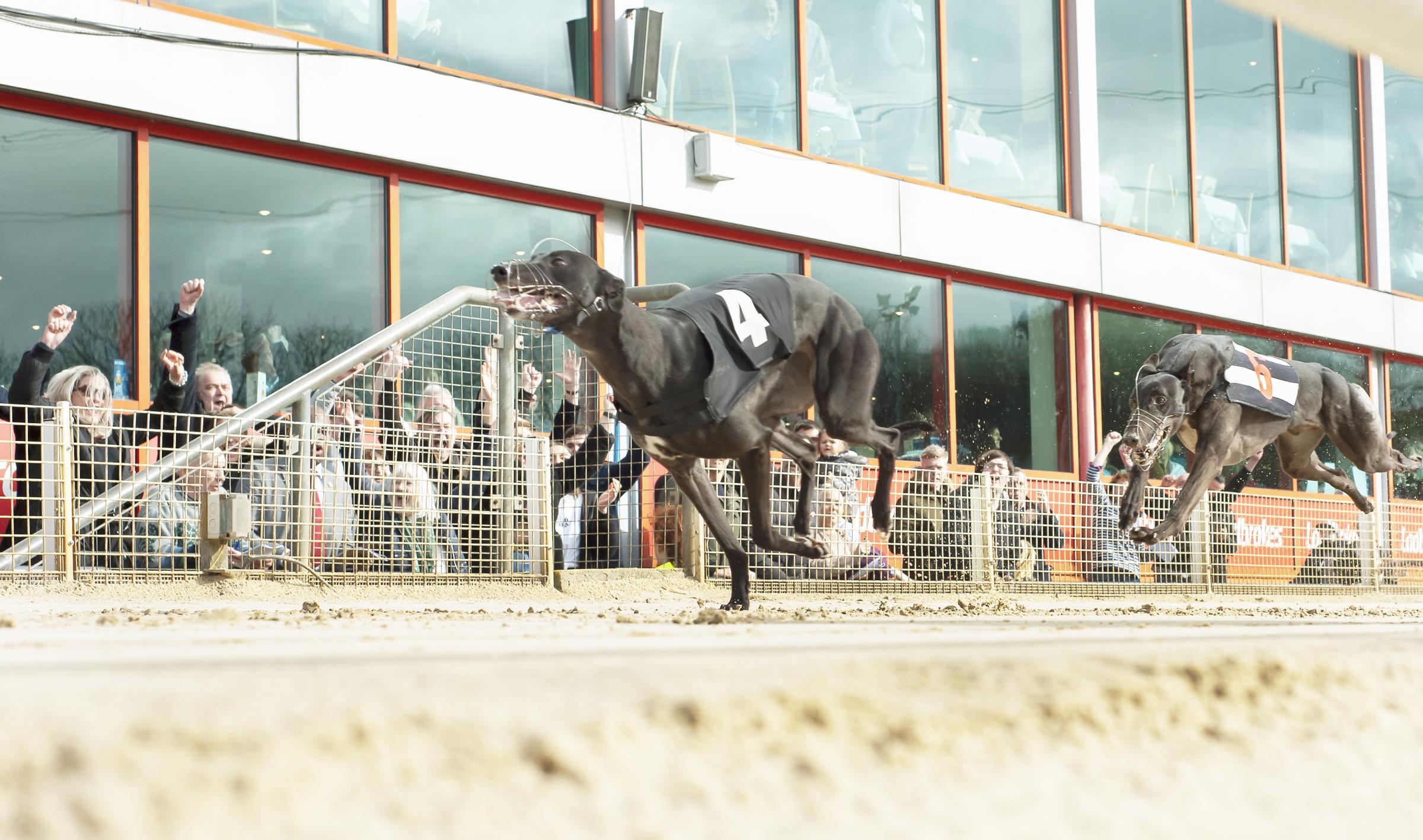 Connections (left) of Skilful Sandie cheer home their Golden Jacket winner as Antigua Fire (t6) misses out for the second year running. Crayford. Photo: © Steve Nash