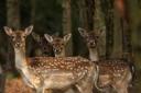 Hundreds of Epping Forest deer may be killed in the coming years.