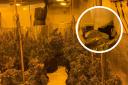 Cannabis factory in Algers Road, Loughton