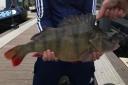 The huge perch caught by Teddy Towner five years ago