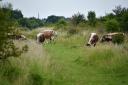 English longhorns cows will soon be returning to Chingford Plain. Image: City of London Corporation/Yvette Woodhouse
