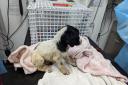 Abandoned -  Bertie, the puppy, was left at a side of the road