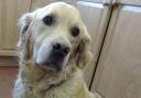 Archie the Golden Retriever ran from North Weald to Bishop's Stortford after being spooked by fireworks