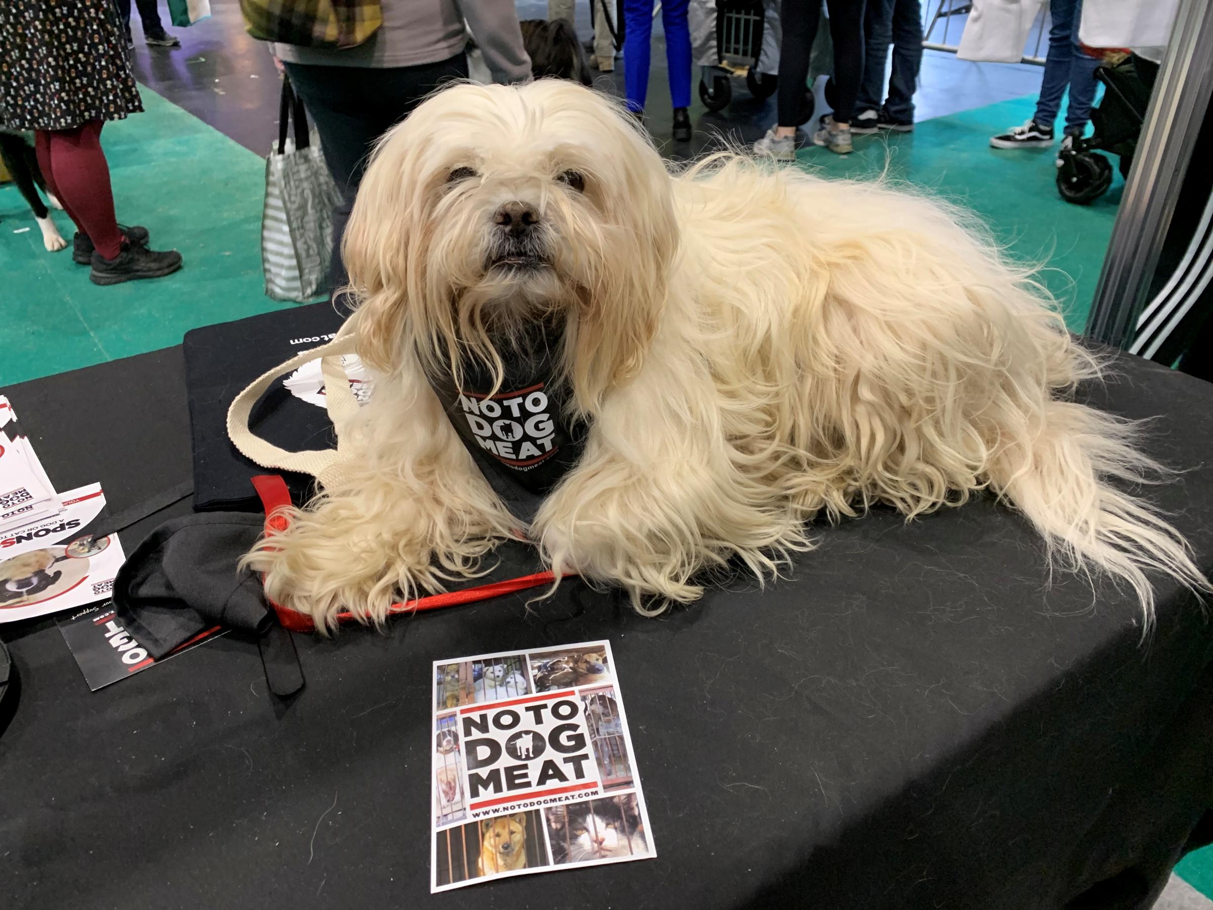 Oliver the lhasa apso at Crufts