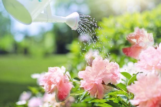 Epping Forest Guardian: A watering can watering some pink flowers. Credit: Canva