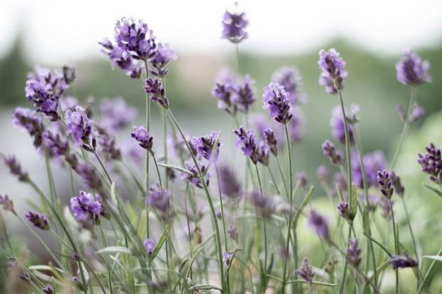 Epping Forest Guardian: Lavender field. Credit: Canva