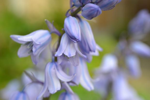 Epping Forest Guardian: Bluebells. Credit: Canva