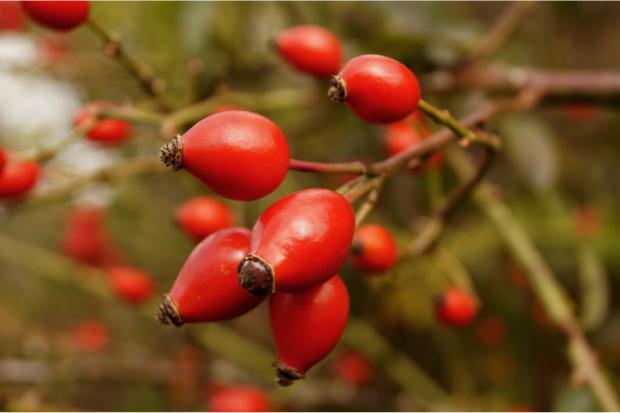 Epping Forest Guardian: Rosehip (Canva)