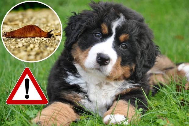 Dog owners warned over deadly Lungworm outbreak in south east London