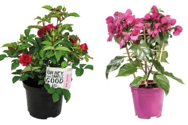 Epping Forest Guardian: (left) Garden Rose and (right) Bougainvillea (Lidl/Canva)