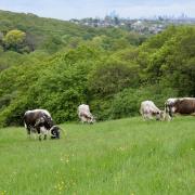 Cattle on Yates' Meadow. Picture: City of London Corporation / Yvette Woodhouse