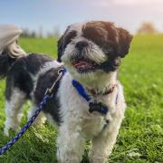 Why dog owners shouldn't walk their pets during a heatwave. Picture: Unsplash