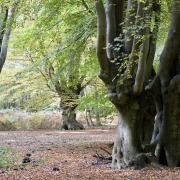 Autumn has arrived in Epping Forest. Pictures: Yvette Woodhouse/City of London Corporation