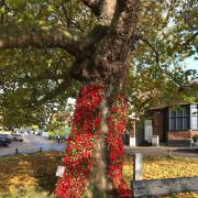 Tree poppy display at Kings Green.