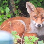 Malcolm Jay captured this picture of a fox in his garden