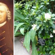 The first Gardenia in this country bloomed at Richard Warner's home