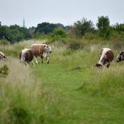 English longhorns cows will soon be returning to Chingford Plain. Image: City of London Corporation/Yvette Woodhouse
