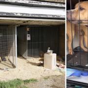Dogs being kept in kennels in the garden of Phillip Harris Ali's home in Essex