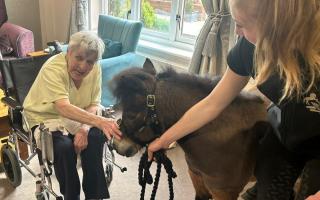 Residents interacted with the miniature horses