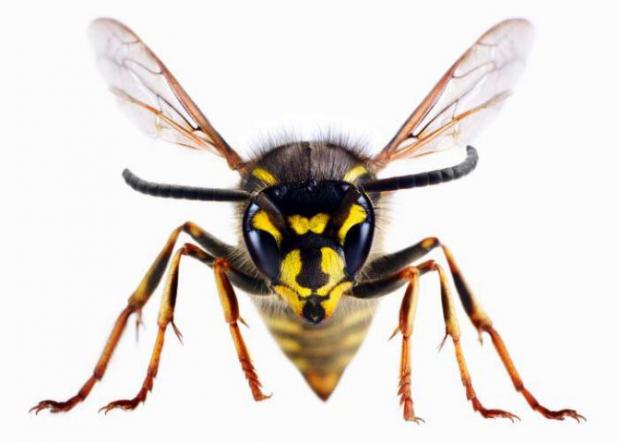 Epping Forest Guardian: A wasp